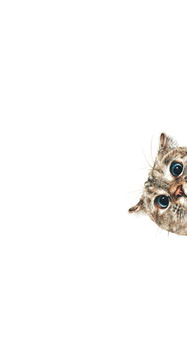 猫和西瓜版2024下载-猫和西瓜下载手机版v.1.48 猫和西瓜版2024下载-猫和西瓜下载手机版v.1.48