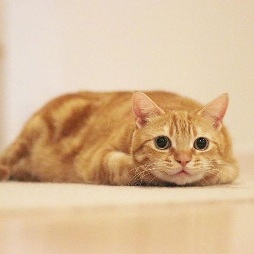 猫和西瓜版2024下载-猫和西瓜下载手机版v.1.48 猫和西瓜版2024下载-猫和西瓜下载手机版v.1.48